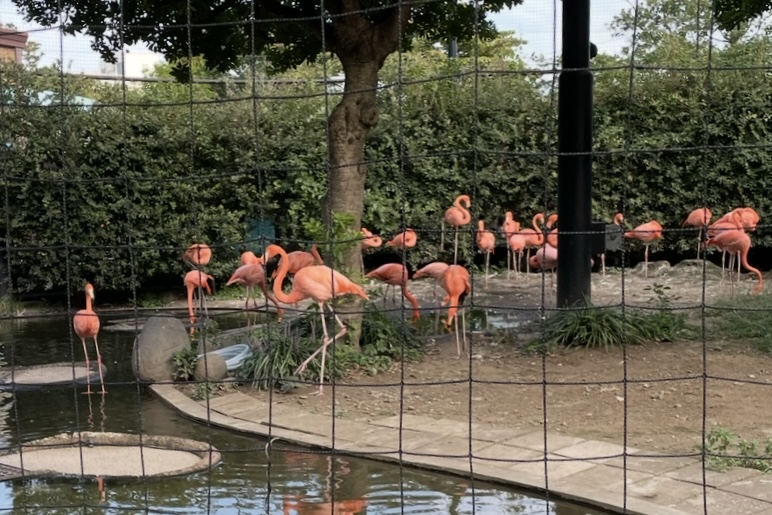 Flamingos at Ueno Zoo